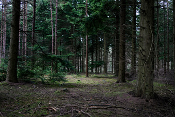 Forest in England