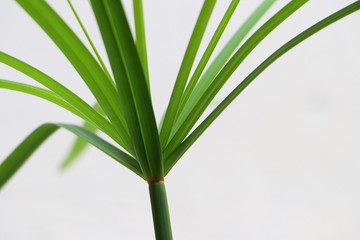 Closeup green leaf of Papyrus tree on white background, Green leaf isolate
