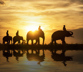 Silhouette elephant on the background of sunset,elephant thai in surin thailand.
