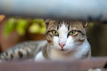 Close up striped cat looking, portrait of Thai cat