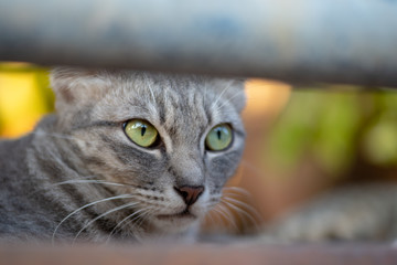 Close up striped cat looking, portrait of Thai cat