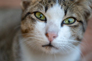 Close up striped cat looking, portrait of Thai cat