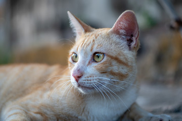 Ginger cat lay on the street, close up Thai at street