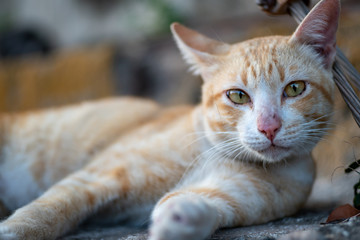 Fototapeta na wymiar Ginger cat lay on the street, close up Thai at street