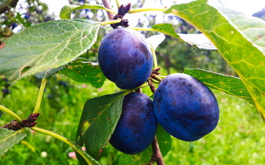 plums on a branch