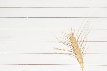 Golden ripe spikelet of rye, dry ear of yellow cereals on white wooden background, closeup