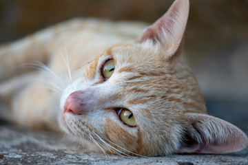 Ginger cat lay on the street, close up Thai at street
