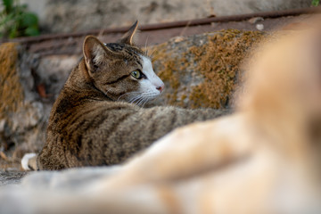 Striped cat lay on the street, close up Thai cat, relax cat