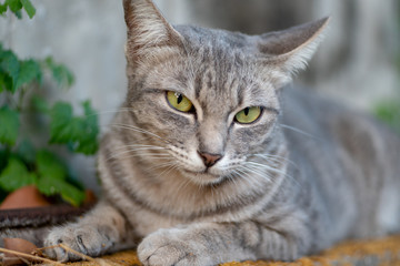 Striped cat lay on the street, close up Thai cat, relax cat