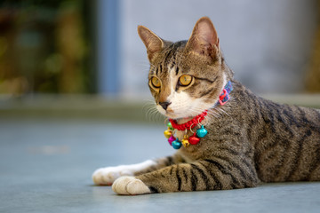 Striped cat lay on the floor, close up Thai cat