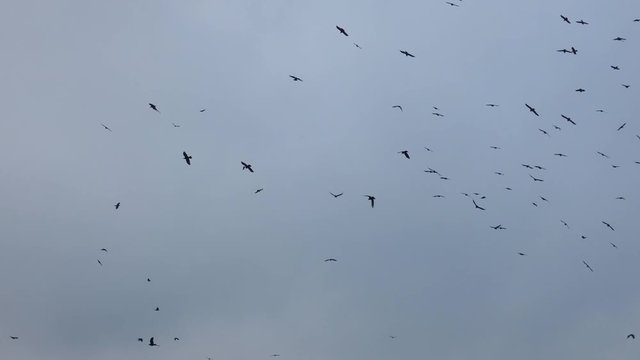 Big flock of birds flying in cloudy sky. Dark moving silhouettes against gray background.