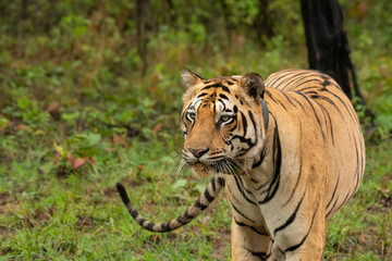 Close up face of a male tiger 