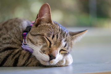 Close up the striped cat sleeping on the floor, close up Thai cat 