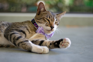 Striped cat lay on the floor, close up Thai cat