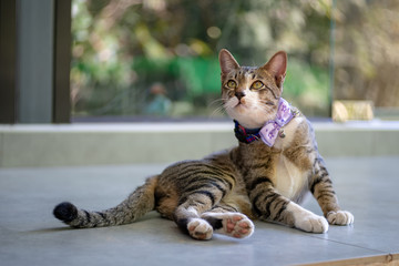 Striped cat lay on the floor, close up Thai cat