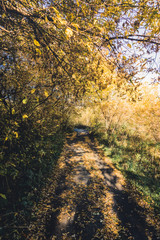 Road through beautiful and wild forest. Autumn landscape.