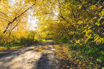 Obraz premium Road through beautiful and wild forest. Autumn landscape.