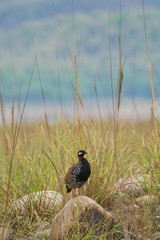 Black francolin in the grasslands of Indian forest