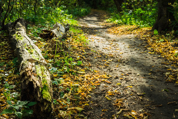 Road through beautiful and wild forest. Autumn landscape.
