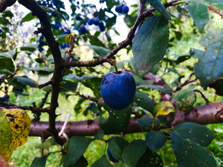 plum on a branch
