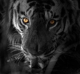 Close up face of a male tiger in black and white
