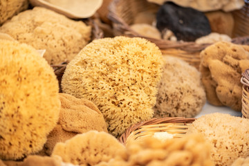 The natural sea sponges from Greece. Closeup image of wool high quality sponge.