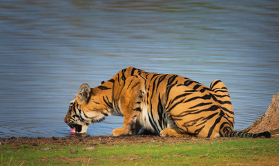 Plakat Tiger drinking n the pool of water