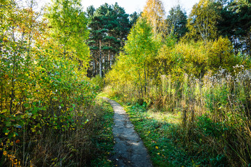 Road through beautiful and wild forest. Autumn landscape.