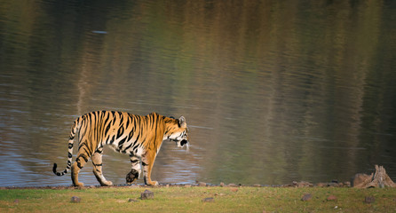 Fototapeta na wymiar Tiger relaxing in the pool of water