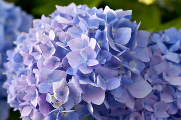 Selective focus on petal of beautiful blue and purple Hydrangea or Hortensia flowers (Hydrangea macrophylla) under the sunlight. Nature background.