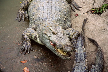 Crocodiles on the farm. Growing reptiles in China. Alligator
