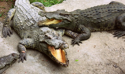 Naklejka premium Crocodiles on the farm. Growing reptiles in China. Alligator