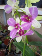 beautyful purple flowers in garden