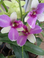 beautyful orchid in the garden