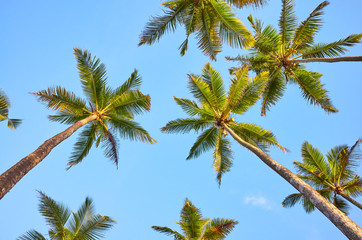 Looking up at coconut palm trees.