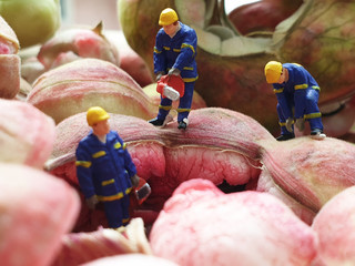 Many green and red Manila Tamarind or makham thet in Thailand on yellow background with Miniature...
