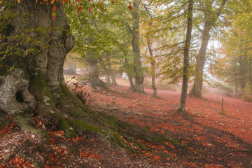 Enchanted autumnal forest with fog in the italian mountain