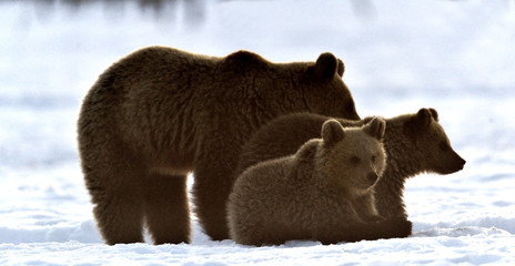 She-Bear and bear cubs in winter forest. Winter forest at morning mist sunrise. Natural habitat. Brown bear, Scientific name: Ursus Arctos Arctos. © Uryadnikov Sergey