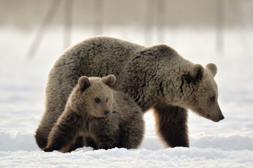 Fototapeta premium She-Bear and bear cub in winter forest. Winter forest at morning mist sunrise. Natural habitat. Brown bear, Scientific name: Ursus Arctos Arctos.