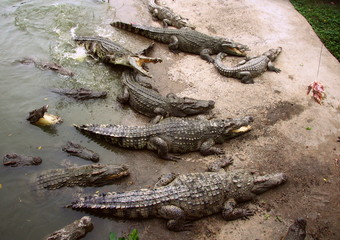 Crocodiles on the farm. Growing reptiles in China. Alligator