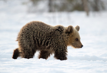 Obraz premium Bear cub in winter forest. Winter forest at morning mist sunrise. Natural habitat. Brown bear, Scientific name: Ursus Arctos Arctos.