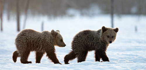 Obraz premium Bear cubs in winter forest. Winter forest at morning mist sunrise. Natural habitat. Brown bear, Scientific name: Ursus Arctos Arctos..