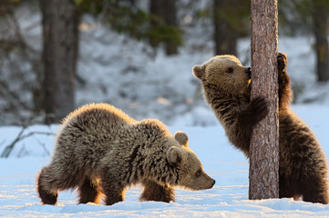 Bear Cub licking Tree. Cubs of Brown Bear in winter Forest in sunset light. Brown Bear, Scientific...