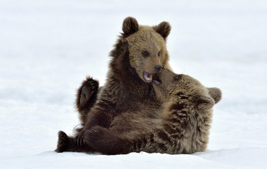 Obraz premium Bear Cubs are playing in the snow. Natural habitat. Brown bear, Scientific name: Ursus Arctos Arctos.