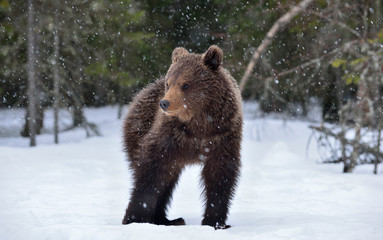Obraz premium Bear cub in winter forest. Natural habitat. Brown bear, Scientific name: Ursus Arctos Arctos.