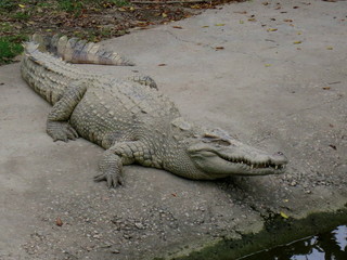 Crocodile meat. Chinese cuisine. Beautiful dish. A restaurant.