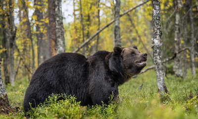 Obraz na płótnie Canvas Big Adult Male of Brown bear in the autumn forest. Scientific name: Ursus arctos. Natural habitat.