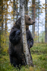 Brown bear stands on its hind legs by a tree in a pine forest. Scientific name: Ursus arctos. Natural habitat. Autumn season.