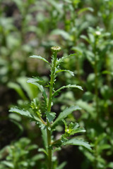 Saw-leaved moon daisy