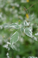 Variegated Japanese rose